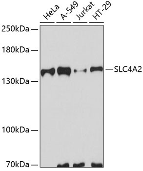 SLC4A2 Antibody