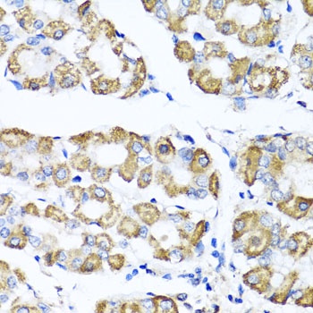 SHMT1 Antibody