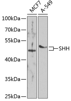 SHH Antibody