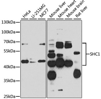 SHC1 Antibody