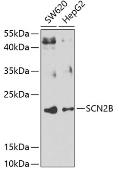 SCN2B Antibody
