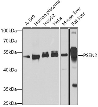 PSEN2 Antibody
