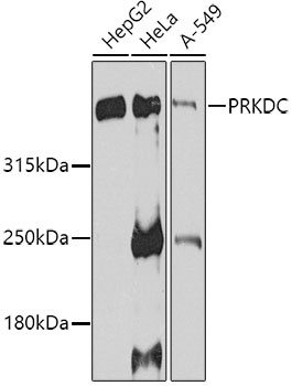 PRKDC Antibody