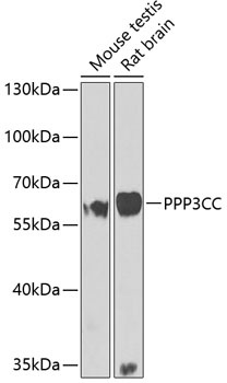 PPP3CC Antibody