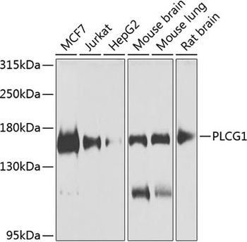 PLCG1 Antibody
