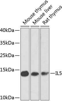 IL5 Antibody