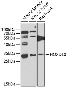HOXD10 Antibody