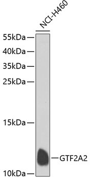 GTF2A2 Antibody