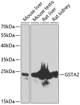 GSTA2 Antibody