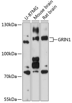 GRIN1 Antibody
