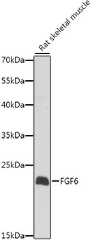 FGF6 Antibody