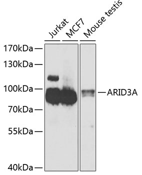 ARID3A Antibody