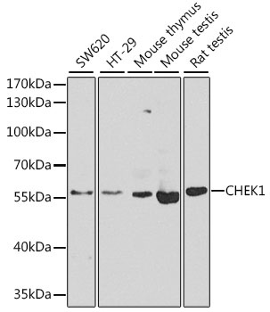 CHEK1 Antibody