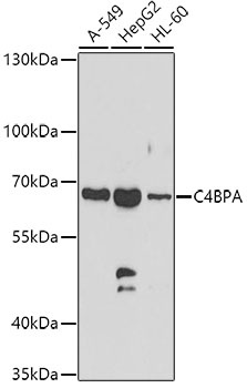 C4BPA Antibody