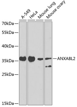 ANXA8L2 Antibody