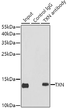 TXN Antibody