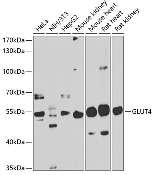 SLC2A4 Antibody