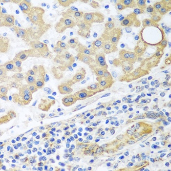 GLUD1 Antibody