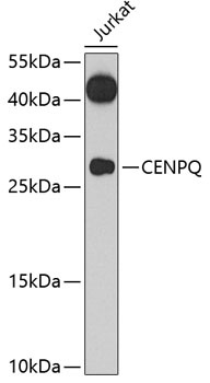 CENPQ Antibody