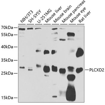 PLCXD2 Antibody