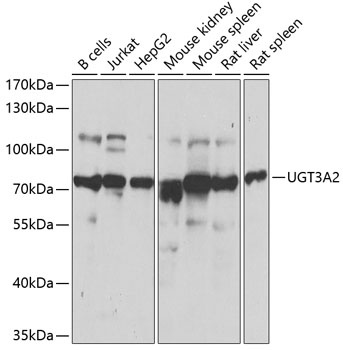 UGT3A2 Antibody