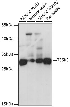 TSSK3 Antibody