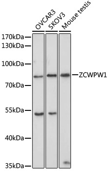 ZCWPW1 Antibody