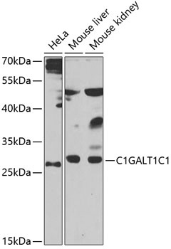 C1GALT1C1 Antibody