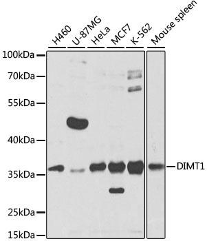 DIMT1 Antibody