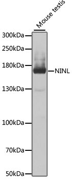 NINL Antibody