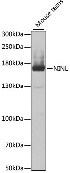 NINL Antibody