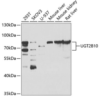 UGT2B10 Antibody
