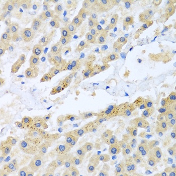 CCL3 Antibody