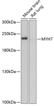 MYH7 Antibody