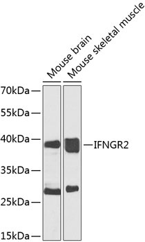 IFNGR2 Antibody