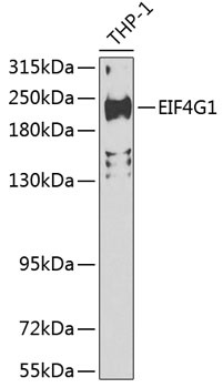 EIF4G1 Antibody