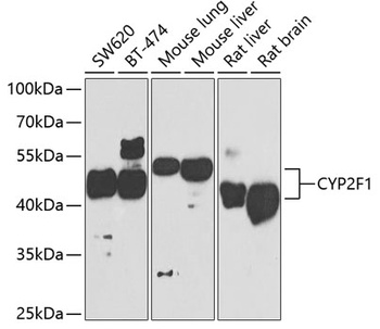 CYP2F1 Antibody