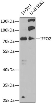 IFFO2 Antibody