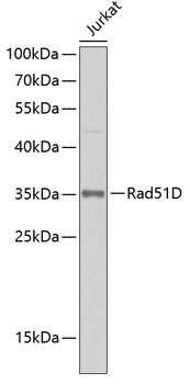 Rad51D Antibody