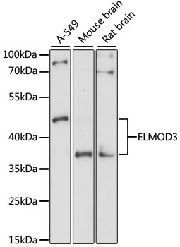 ELMOD3 Antibody