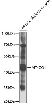 COX1 Antibody