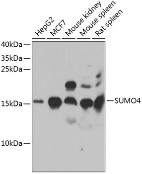 SUMO4 Antibody