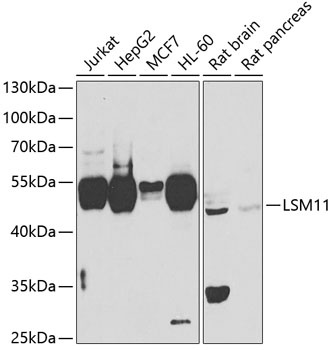 LSM11 Antibody
