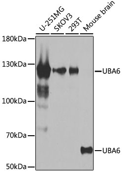 UBA6 Antibody