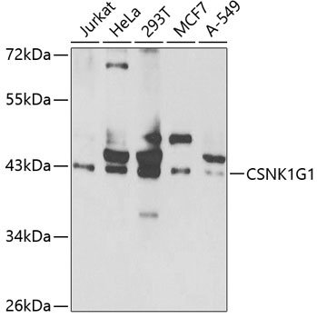 CSNK1G1 Antibody