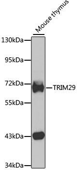TRIM29 Antibody
