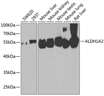 ALDH1A2 Antibody