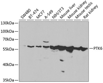 PTK6 Antibody