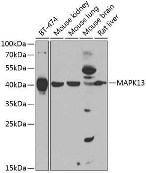 MAPK13 Antibody