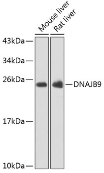 DNAJB9 Antibody